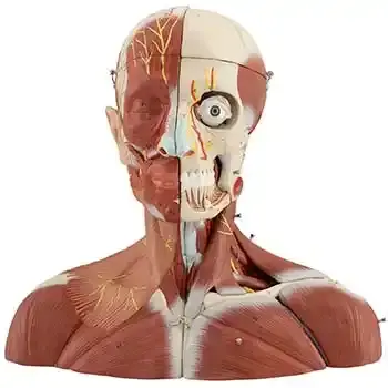 HEAD & NERVOUS SYSTEM (CODE: KPB)